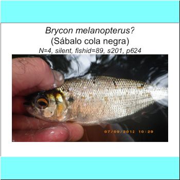 Brycon melanopterus cf.png